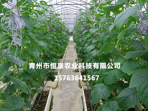 無土栽培